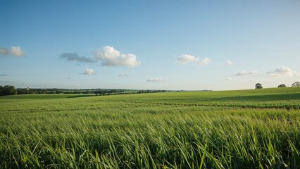 Wide green fields under a blue sky with scattered clouds and distant trees.