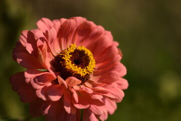 Orange zinnia flower with yellow inner blooming on bokeh green garden background, selective focus, closeup,vertical with copy space.