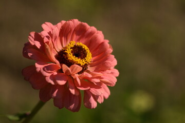 Pastel pink zinnia flower with yellow inner blooming on bokeh green garden background, selective focus, closeup, horizontal, space for text.