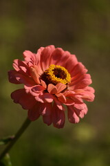 Pastel pink zinnia flower with yellow inner blooming on bokeh green garden background, selective focus, closeup, vertical.