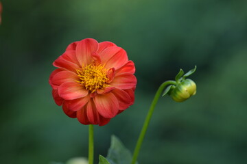 Red dahlia flower with yellow inner blooming on bokeh green garden background, selective focus, closeup.