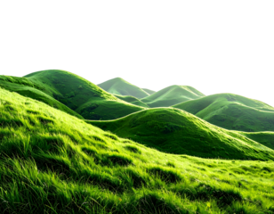 Rolling green hills illuminated by golden hour light