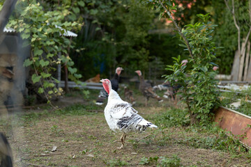 Turkey white turkey poultry farmyard backyard bird walking rural adult tom turkey with white feathers and red wattle strutting in a garden scene near raised beds, curious outdoor livestock.