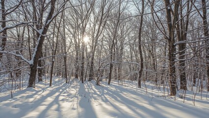 Snow-covered forest scene during winter with sunlight filtering through bare trees. Nature and cold weather, scenic landscape. The concept of winter, nature, and cold climate.