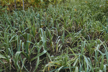 Garlic green garden plants in neat rows growing from dark soil, young garlic shoots spreading across a small farm bed, fresh early season crop and natural outdoor agriculture.
