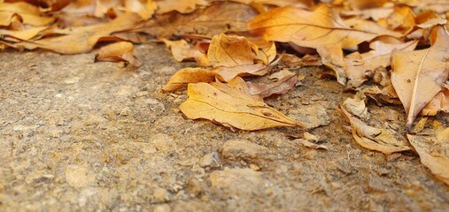 Dry autumn leaves scattered on rough textured ground, captured in a warm closeup scene. Suitable for themes of fall, nature, decay, environment, seasonal change, backgrounds, and natural textures.