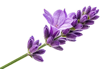 Close up of a fragrant purple lavender stem with blooming flowers and buds, perfect for aromatherapy and natural wellness advertising imagery.