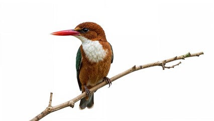 Colorful kingfisher bird perched on a branch isolated on white background.