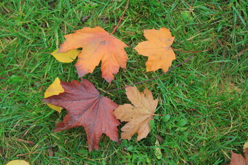Autumn leaves on green grass. A mix of yellow, brown, and orange fallen leaves lying on a fresh green lawn, symbolizing the change of seasons and the beauty of autumn nature.