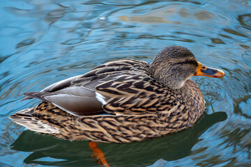 Mallard duck swimming peacefully in a serene pond during a sunny afternoon