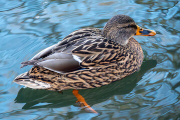 Mallard duck swimming gracefully in clear water during a sunny day at the pond