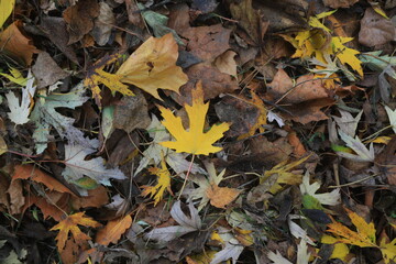Autumn leaves on green grass. A mix of yellow, brown, and orange fallen leaves lying on a fresh green lawn, symbolizing the change of seasons and the beauty of autumn nature.