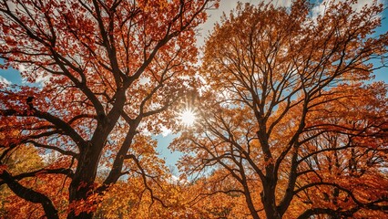 Autumn trees with sunlight shining through the branches and colorful leaves. Fall season, nature, and sunlight. The beauty of autumn foliage.
