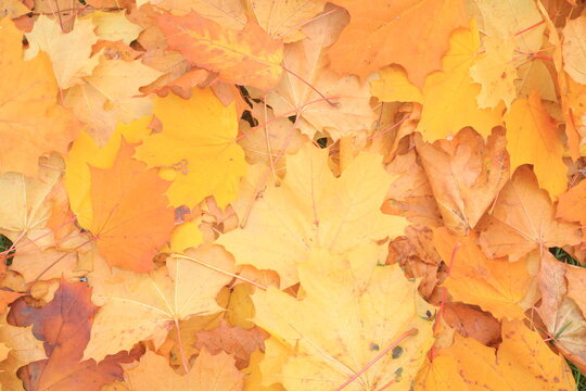 Autumn leaves on green grass. A mix of yellow, brown, and orange fallen leaves lying on a fresh green lawn, symbolizing the change of seasons and the beauty of autumn nature.