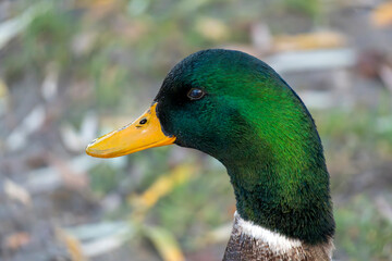 Male mallard duck with vibrant green head and bright orange bill near water during a sunny day