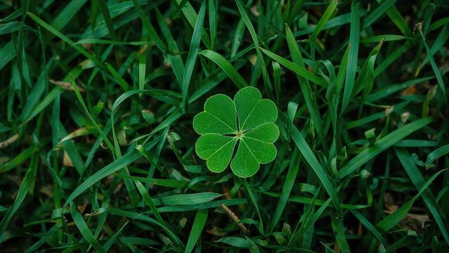Green four-leaf clover surrounded by grass blades, natural botanical scene. - Powered by Adobe