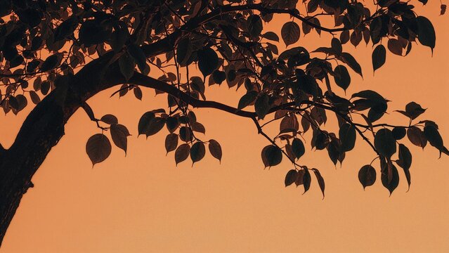 Tree branch with leaves against a warm orange sky at sunset.