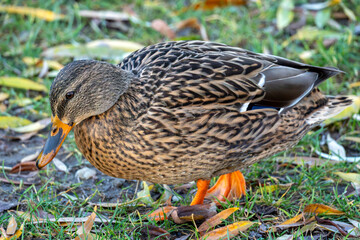 Mallard duck foraging in a grassy area with autumn leaves in the background during a sunny afternoon