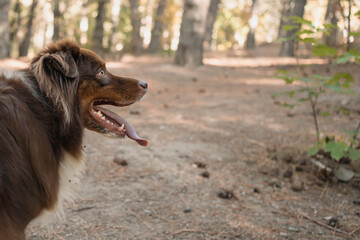 Australian shepherd dog head outdoors