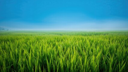 Fototapeta premium Lush green field under a blue sky with clouds.