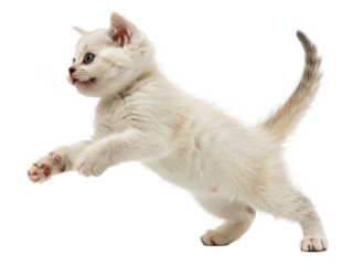Playful light colored kitten with blue eyes captured midleap against a bright background perfect for whimsical petrelated themes and advertising.