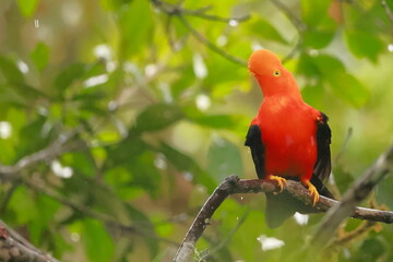 Andean cock-of-the-rock, Rein forest, Parque Nacional Cayambe-Coca,  Ecuador