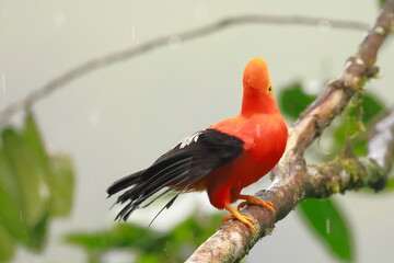 Andean cock-of-the-rock, Rein forest, Parque Nacional Cayambe-Coca,  Ecuador
