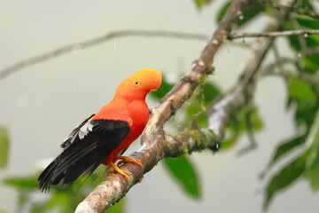 Andean cock-of-the-rock, Rein forest, Parque Nacional Cayambe-Coca,  Ecuador