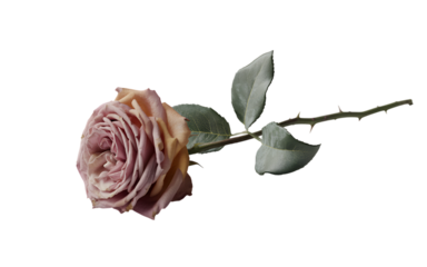 Delicate faded rose with intricate petals and a thorny stem, isolated on transparent background