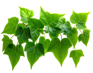 Green Heart-Shaped Leaves Climbing on a Branch