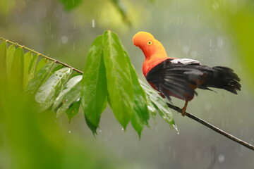 Andean cock-of-the-rock, Rein forest, Parque Nacional Cayambe-Coca,  Ecuador