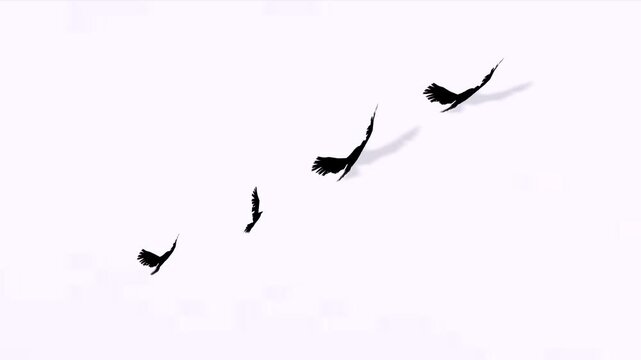 Birds flying in one line in the sky with white background motion