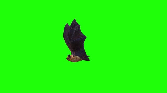 Left side flying bird or bat horror green screen or chroma key birds animation