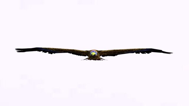 Flying eagle bird in the nature with white background of chroma key video clip motion