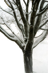 Close-up of a maple tree with snow covered branches and a white background