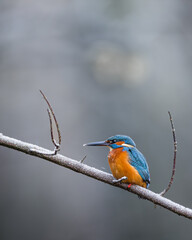 Common Kingfisher portrait