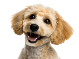 Happy golden poodle puppy with mouth open and tongue out, looking adorable and playful, perfect for pet care, joy and canine themes.