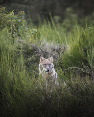 Wolf portrait 