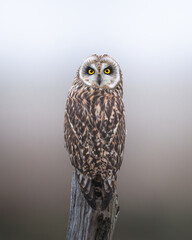 Short eared owl portrait 