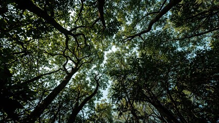 Obraz premium Looking upward at the trees in a forest, with sunlight filtering through the dense canopy. Nature and wilderness, concept. Eco-tourism and conservation. The idea of forest and biodiversity.