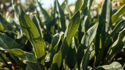 Fototapeta premium Green plant leaves in sunlight with a vibrant natural background. Agriculture, nature, and environment. The growth and health of plants.