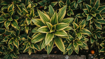 Obraz premium Vibrant green and yellow variegated leaves of a plant, lush and dense foliage.