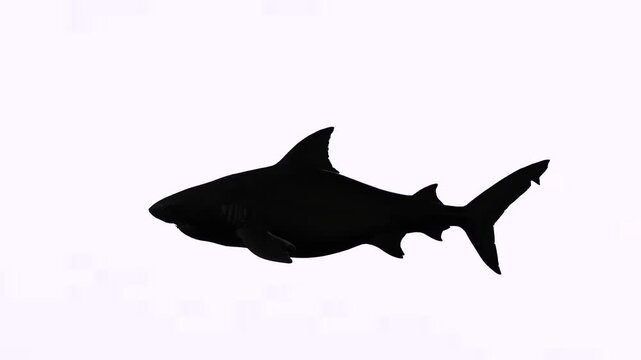 Left side swimming water shark moving with white background or chroma key video clip motion