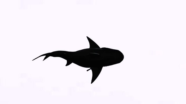 Top view or water danger shark with white background or chroma key video
