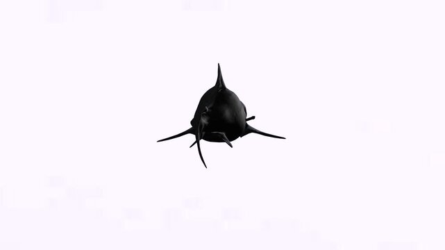 Back view black in colour water sharks animal with white background or green screen or chroma key video