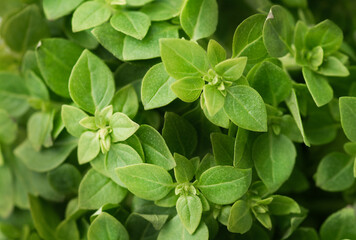 background holy basil leaves (Ocimum tenuiflorum)