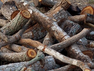 Wood cut into piles of firewood
