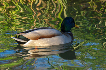 Fototapeta premium Mallard duck swimming in a serene pond surrounded by lush green foliage during a sunny day
