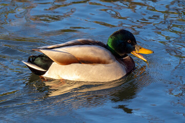 Mallard duck swimming peacefully in clear water at a serene lakeside on a sunny afternoon
