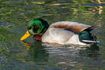 Mallard duck swimming peacefully in a tranquil pond surrounded by greenery during a sunny afternoon